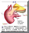 FERT000P.JPG (25729 字节)