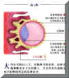 FERT003P.JPG (27215 字节)