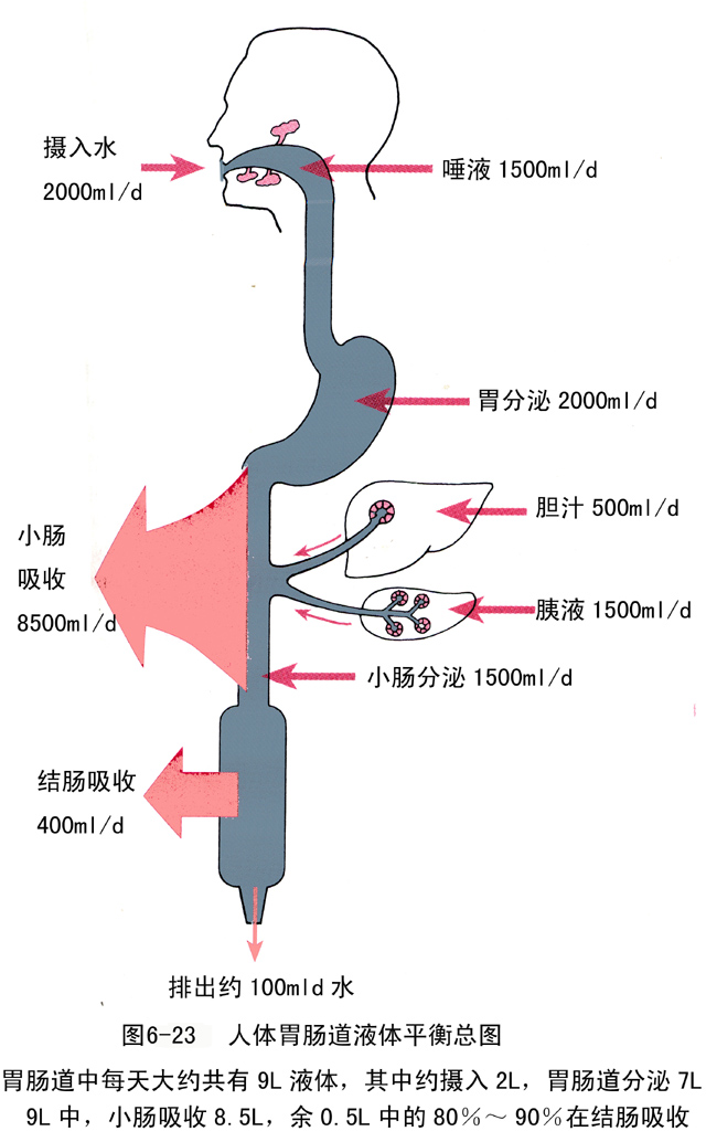 人体胃肠道液体平衡总图