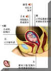 chusheng5.jpg (16382 字节)