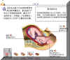 BIRT002M.JPG (41035 字节)