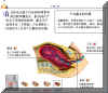 BIRT003M.JPG (41036 字节)
