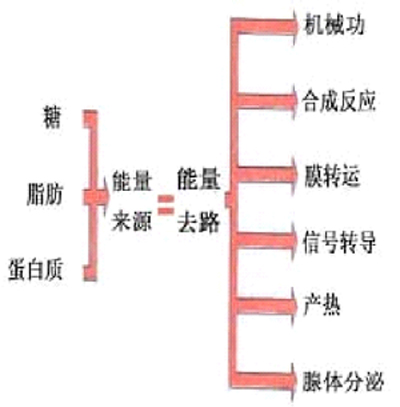 机体能量来源和去路示意图