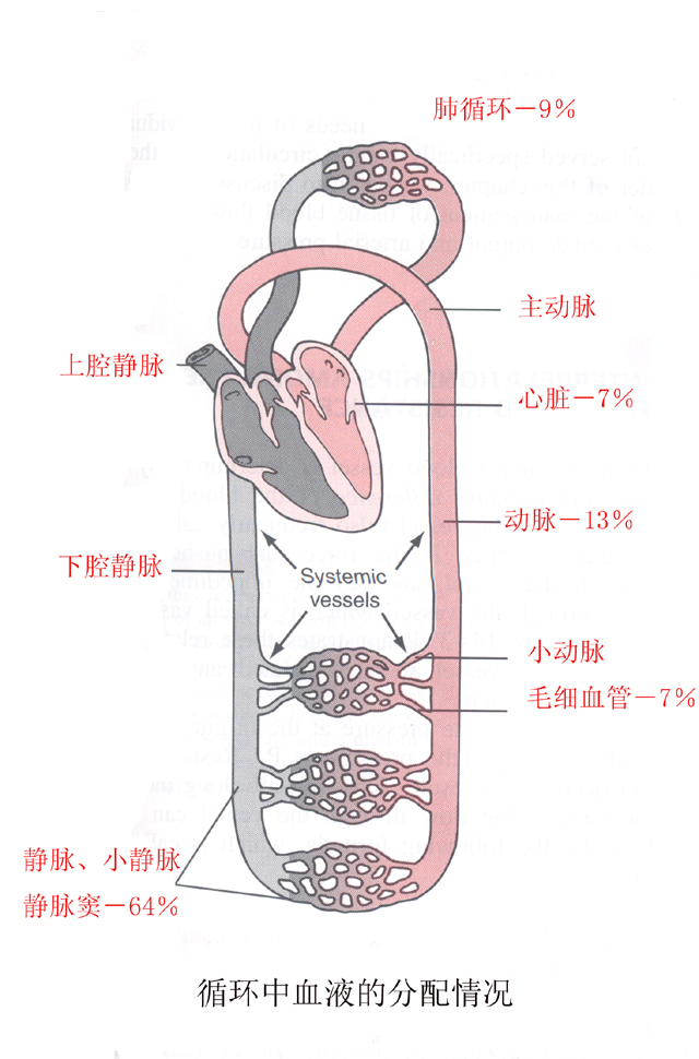 循环中血液的分配情况