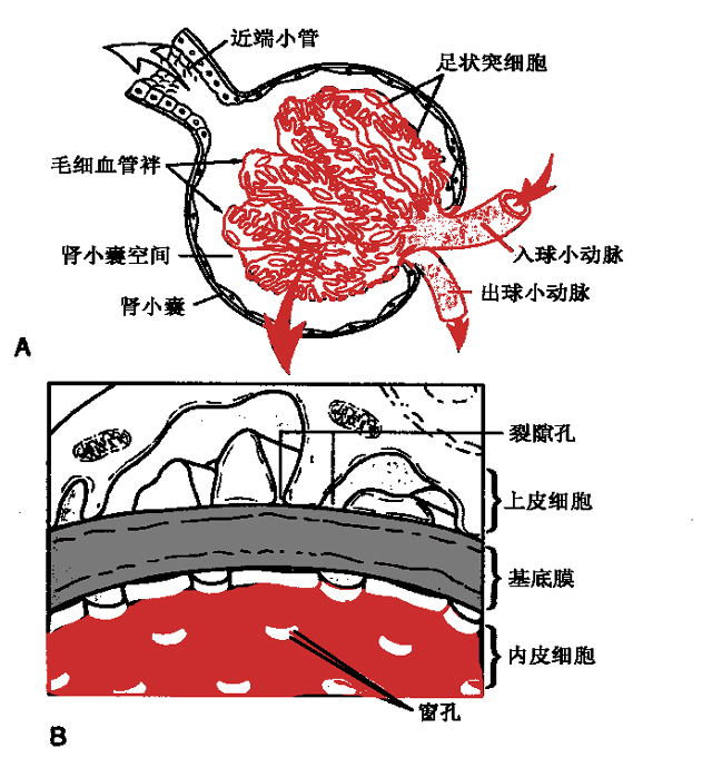 肾小球滤过膜的结构