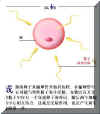 FERT001P.JPG (20243 字节)